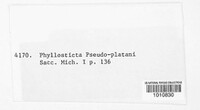Phyllosticta pseudoplatani image